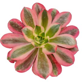 USKC Rare Live Succulent Cactus Plants (4“Pot Aeonium Pink Witch)