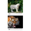 Tiger Magic Calendar for 2025 Format 10 cm x 10