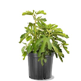 Generic Olympian Fig Tree, Cold Hardy, Award-Winning, Deciduous, Fruit Bearing, 5 gal, Nursery Pot, Green