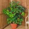 Seeds4planting - Seeds Coffee Tree Arabian Ornamental Dwarf Plant Perennial