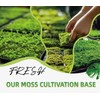 LUCKY PLANT Moss Terrarium Beding Live Moss Terrarium Moss for
