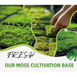 LUCKY PLANT Moss Terrarium Beding Live Moss Terrarium Moss for Reptiles Peat Moss for Reptiles Habitat Bedding Moss for Snakes Turtle Frog Gecko and Other Reptiles Substrate Composite 3