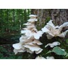 Mushroom Man LLC, White Oyster Mushroom Mycelium Plug Spawn -