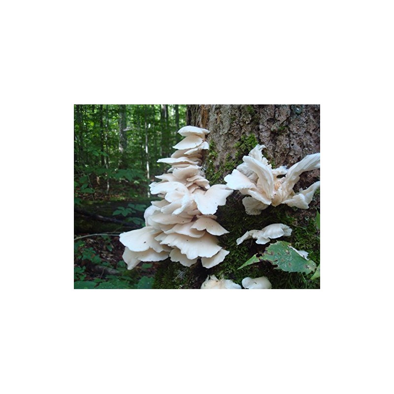 Mushroom Man LLC, White Oyster Mushroom Mycelium Plug Spawn -