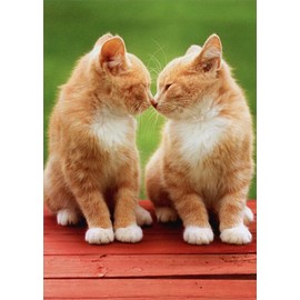 Kittens Nose To Nose - Avanti Funny Cat Friendship Card