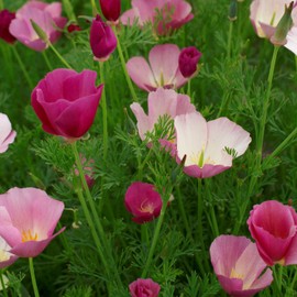 Outsidepride Purple Gleam California Poppy Seeds - 10000 Pcs. Annual, Drought-Tolerant & Easy to Grow Eschscholzia Wildflower Seeds for Vibrant Purple Blooms, Ideal for Borders & Pollinator Gardens