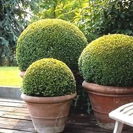 Korean Boxwood Shrub - Live Evergreen Plant Shipped in Gallon Container by DAS Farms