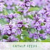Cat Treats. Cat Nip Eco Grow Kit