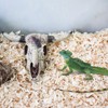 Cattle Skull Tank Decor, Resin Reptiles Hideouts Decorations, Decor Statue