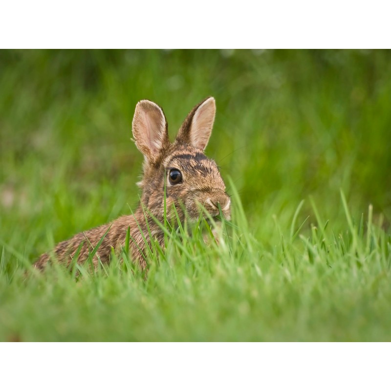 Brainstorm Toys Outdoor Adventure Binoculars, Black