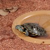 Turtle Bathing Pool Small for Reptiles & Amphibians - Resin