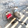 PETPMEEE Cat Leash - 15 ft / 30 ft Reflective