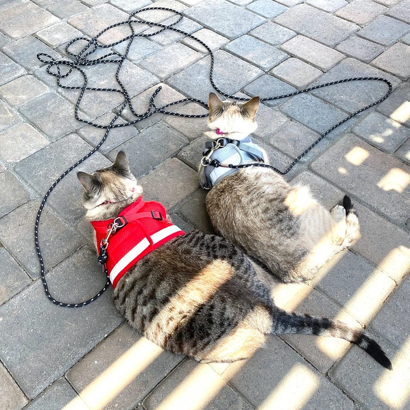 PETPMEEE Cat Leash - 15 ft / 30 ft Reflective