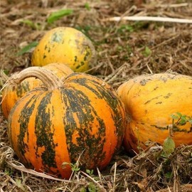 40+ Seeds Pepitas Pumpkin eldcy (Seeds)