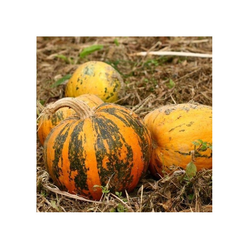 40+ Seeds Pepitas Pumpkin eldcy (Seeds)