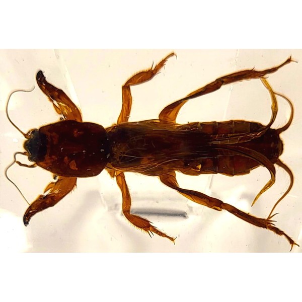44mm Real Mole Cricket in Crystal Clear Lucite Resin Specimen