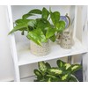 Altman Plants Golden Pothos Plant Live House Plant Live Plants,