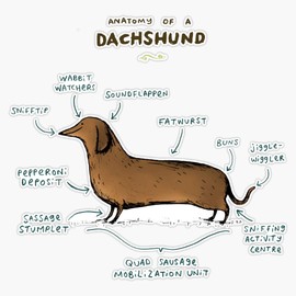 Anatomy of A Dachshund Vinyl Waterproof Sticker Decal Car Laptop Wall Window Bumper Sticker 5"