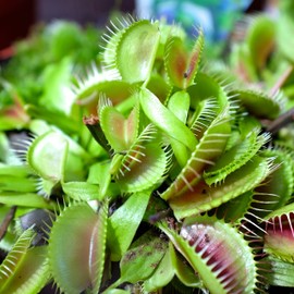 Outsidepride Venus Flytrap Plant Flower Seeds - 20 Seeds