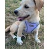 Petank Dog Harness for Small Medium Dogs No Pull, Puppy