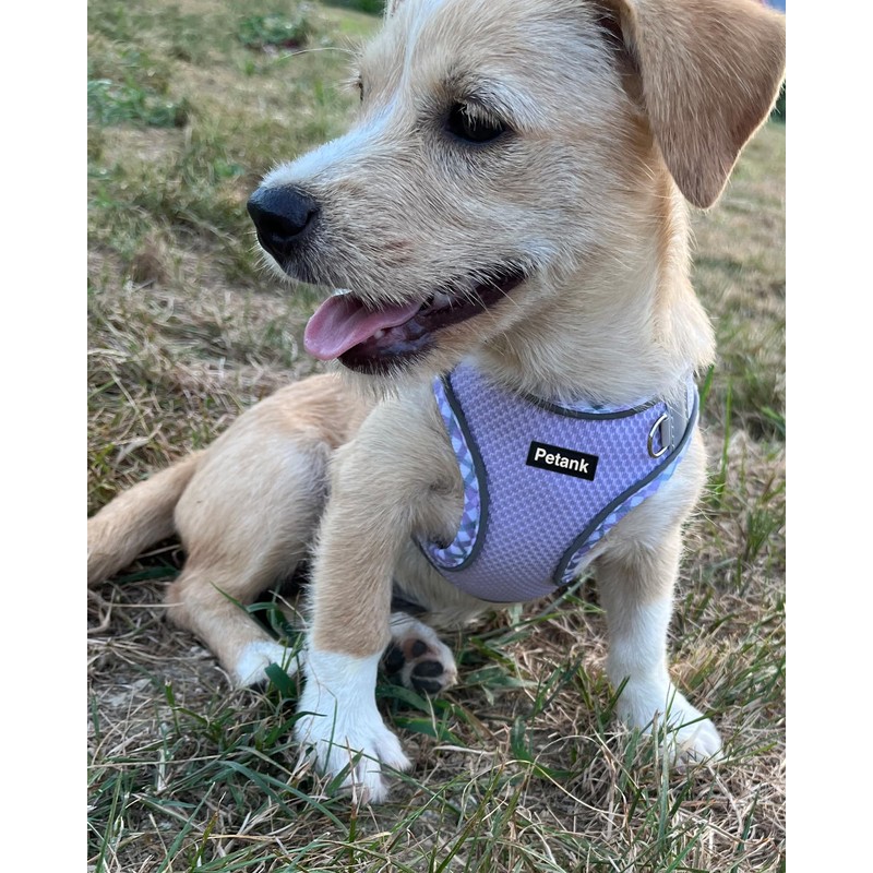 Petank Dog Harness for Small Medium Dogs No Pull, Puppy