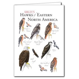 Earth Sky + Water - Sibley’s Hawks of Eastern North America - 5″ X 7″ Greeting Cards