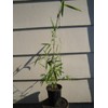 Borinda Macclureana, Live Tibetan Clumping Bamboo, Great Hedge or Specimen.