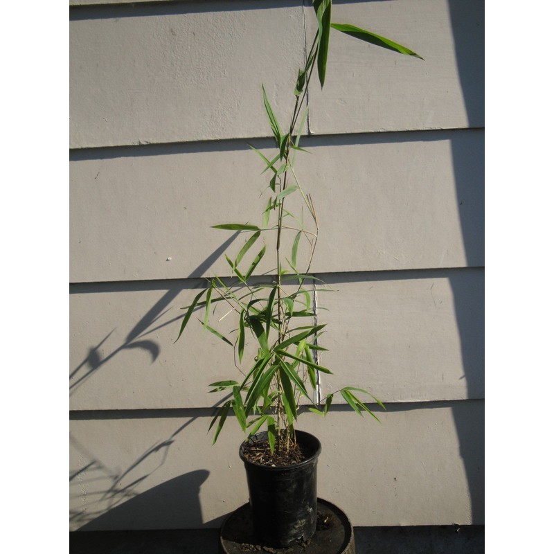 Borinda Macclureana, Live Tibetan Clumping Bamboo, Great Hedge or Specimen.