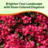 Outsidepride Rose Verbena Seeds for Planting - 1000 Pcs. Annual,