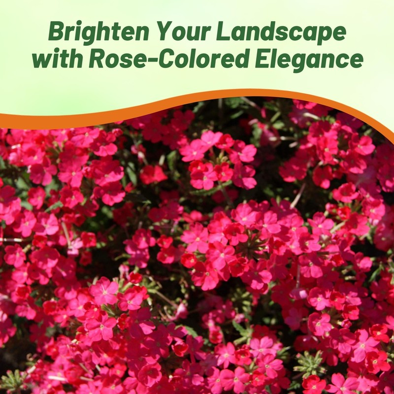 Outsidepride Rose Verbena Seeds for Planting - 1000 Pcs. Annual,