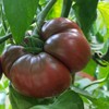 Black Krim, Standard (Slicing) Tomato (Lycopersicon esculentum) Vegetable Seeds, Bold,