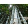 Dendrocalamus giganteus – Giant Timber Clumping Bamboo Plant