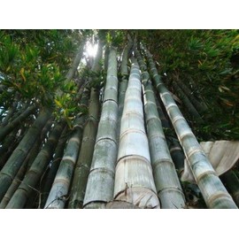 Dendrocalamus giganteus – Giant Timber Clumping Bamboo Plant