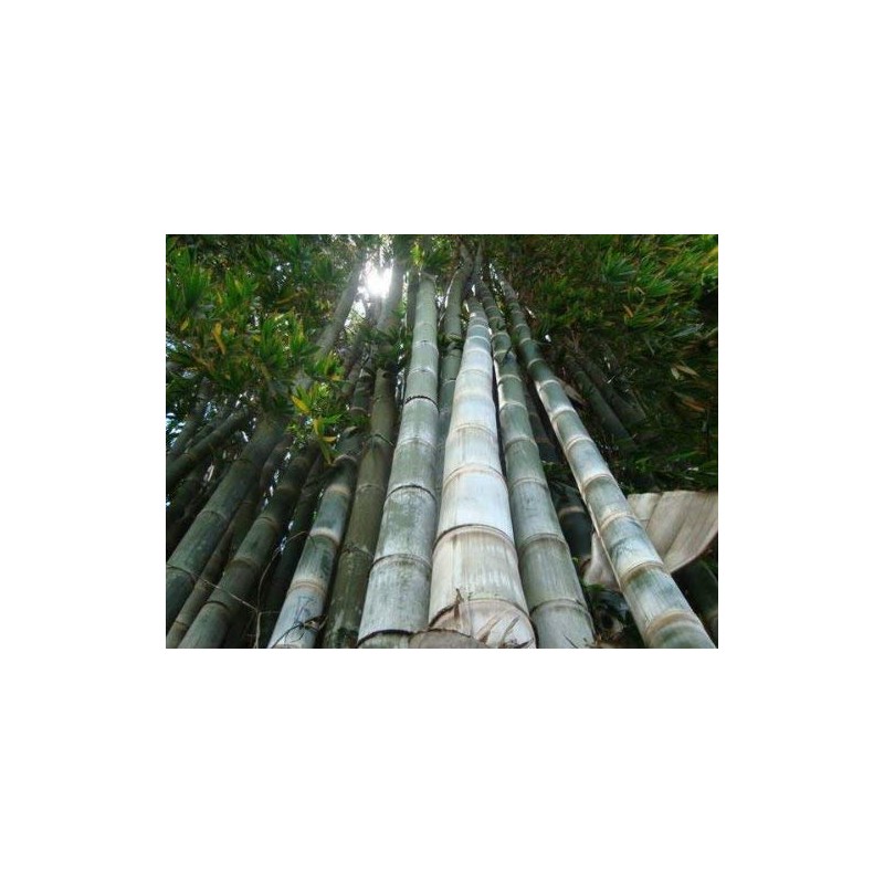 Dendrocalamus giganteus – Giant Timber Clumping Bamboo Plant