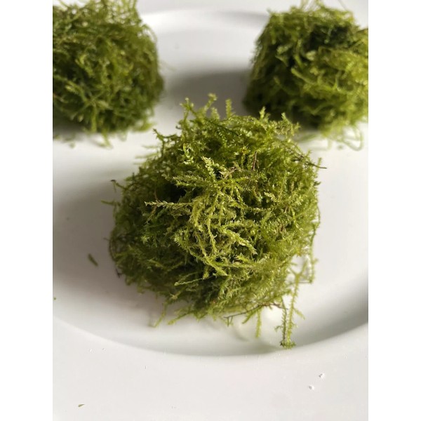 Assorted Moss Live Aquatic Plant- Get Three Varieties! Glue To