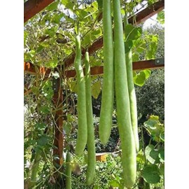 Fresh Snake Gourd  Seeds , Lagenaria siceraria Bottle Gourd Seeds ,10 -20 hột bầu 2025 - 10 Seeds
