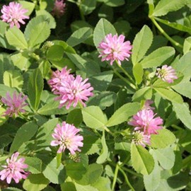 3500 Persian Clover Seeds 7 Grams Heirloom Non GMO USA Harvested pollinator bee Butterfly
