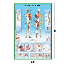 The Human Body - Anatomy Poster Print (Body Parts & Names) (Size 24" x 36") (Unframed)