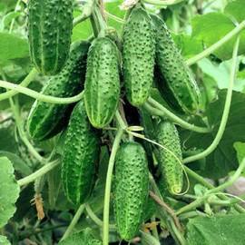 NIKA SEEDS - Vegetable Indoor Cucumber Self-Pollinating Close Family F1 All Seasons Vine Plant for Pickling - 20 Seeds