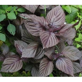 Southeast Seeds Purple Shiso Seeds, Perilla, Japanese Basil, Red Mint, NON-GMO, Variety Sizes - 20k Seeds or 1 OZ