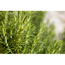 Rosemary Oleoresin, Natural Rosemary Extract Fresh Green Rosemary Leaves (250g.)