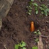 TheTentLab DirtSaw® Deuce #1 - .45 oz Ultralight Backpacking Trowel,