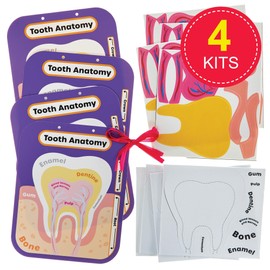 Baker Ross FN440 Human Tooth Anatomy Kits - Pack of 4, STEM, Science, Health and Learning Aids for Kids and Schools