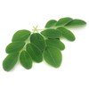 Moringa Peppermint Tea 30 Bags Antioxidant-Rich Energy Booster