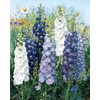 Burpee Fantasia Mixed Colors Delphinium Seeds 100 seeds