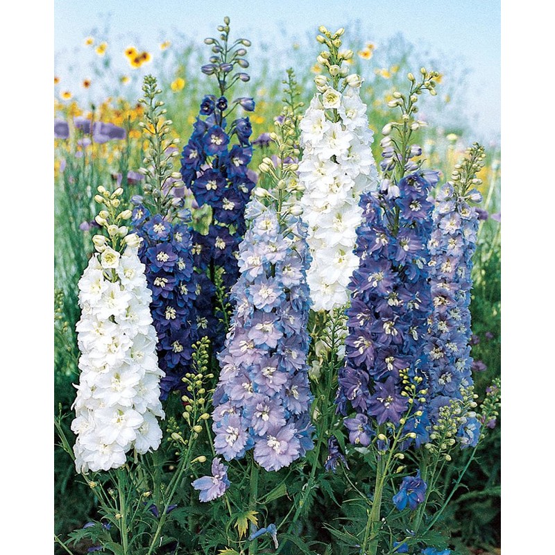 Burpee Fantasia Mixed Colors Delphinium Seeds 100 seeds