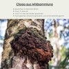Organic Chaga Mushroom Chunks - Wild Collection from Finland -