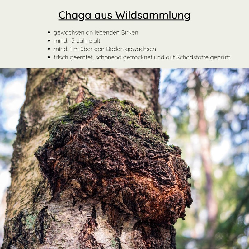 Organic Chaga Mushroom Chunks - Wild Collection from Finland -