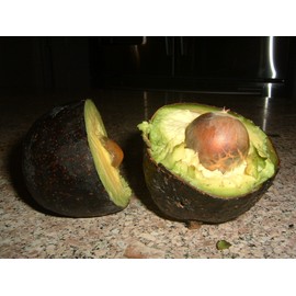Artistic Solutions HASS Avocado 2 Seeds
