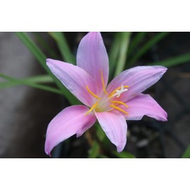 Zephyranthes grandiflora 'Pink Rain Lily' Flower 10 Bulbs/Traditional Flowers That Bloom Multiple Times All Summer by The Southern Bulb Company